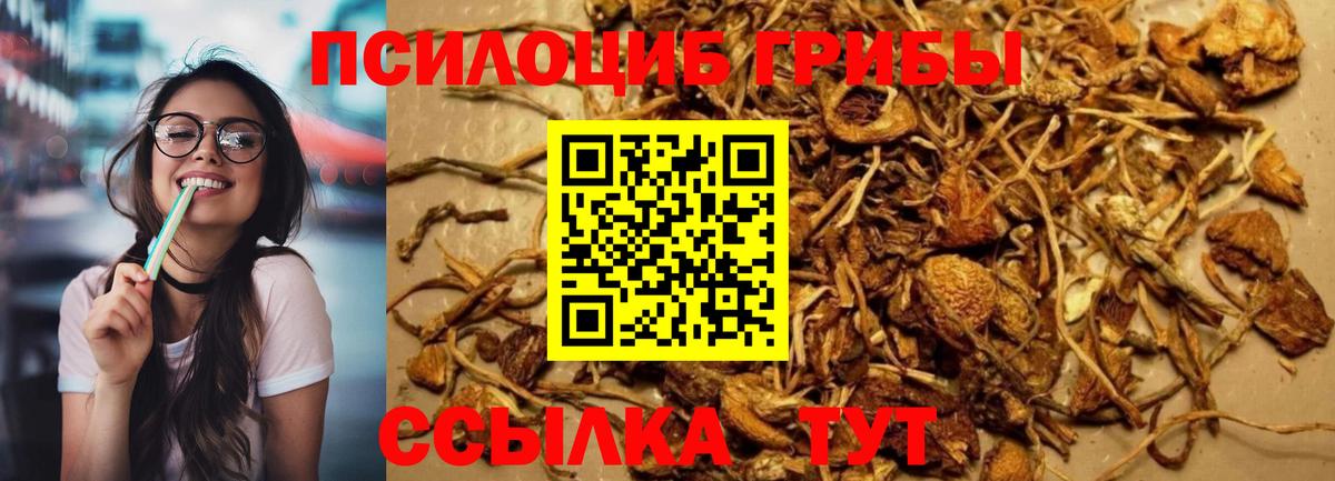 Псилоцибиновые грибы Psilocybe  где купить наркоту  Вход с VPN  Пушкино  Псилоцибиновые грибы MAGIC MUSHROOMS 